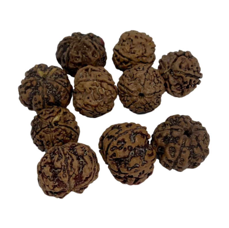 Rudraksha