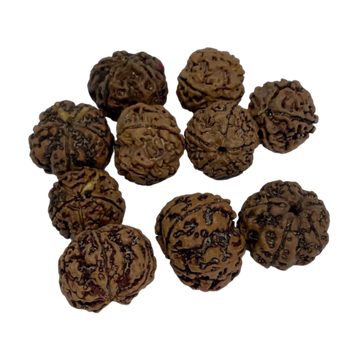Rudraksha