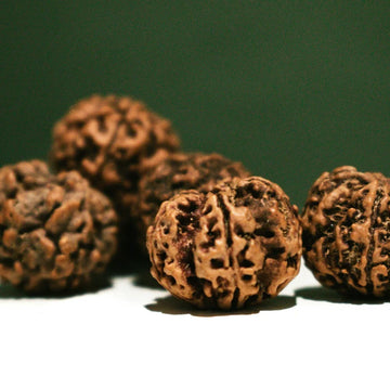 Rudraksha